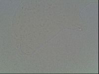 Hypsibius dujardini image