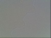 Hypsibius dujardini image