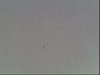 Hypsibius dujardini image