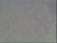 Hypsibius dujardini image