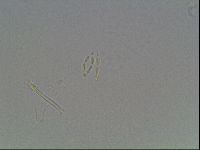 Hypsibius dujardini image