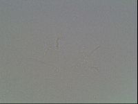 Hypsibius dujardini image