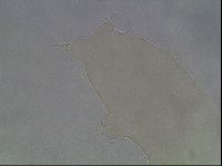 Hypsibius dujardini image