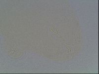 Hypsibius dujardini image
