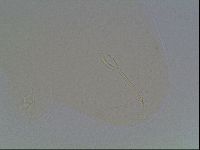 Hypsibius dujardini image
