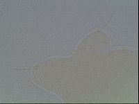 Hypsibius dujardini image