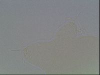 Hypsibius dujardini image