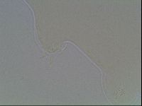 Hypsibius dujardini image