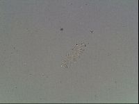 Hypsibius dujardini image