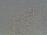 Hypsibius dujardini image