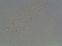 Hypsibius dujardini image