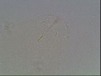 Hypsibius dujardini image
