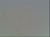 Hypsibius dujardini image