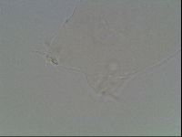 Hypsibius dujardini image