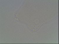 Hypsibius dujardini image