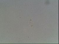 Hypsibius dujardini image