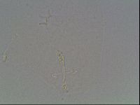 Hypsibius dujardini image