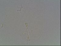 Hypsibius dujardini image