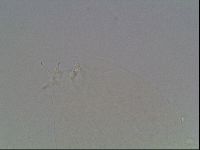 Hypsibius dujardini image