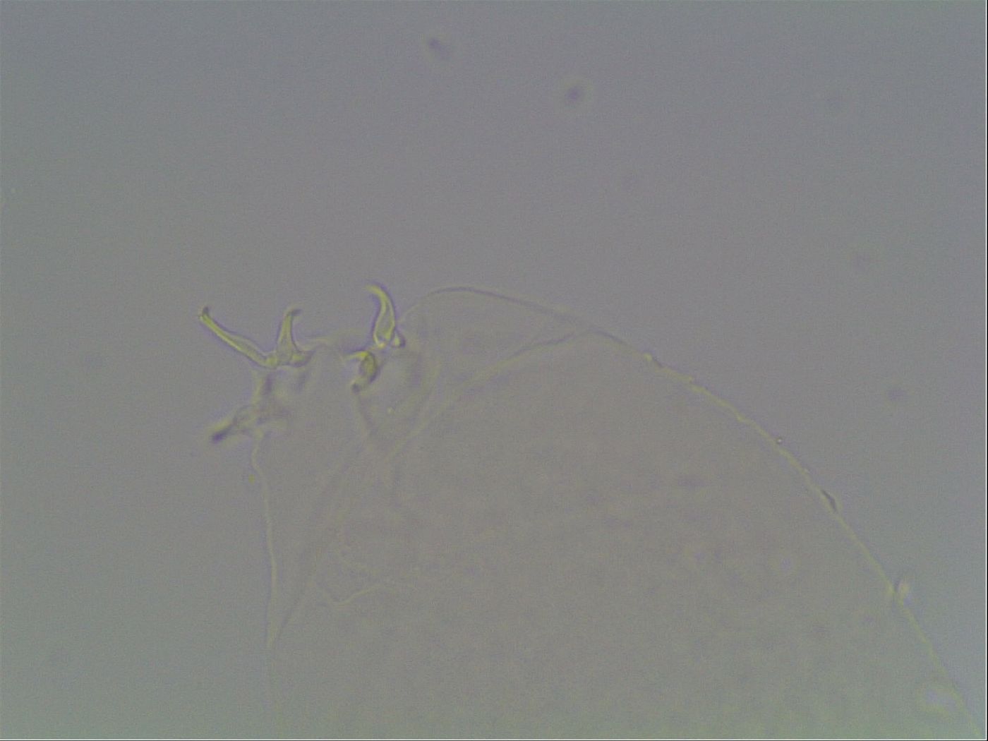 Hypsibius dujardini image