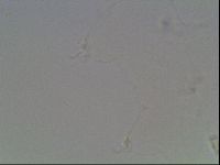 Hypsibius dujardini image