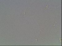 Hypsibius dujardini image