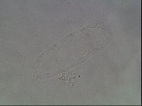 Hypsibius dujardini image