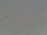 Hypsibius dujardini image
