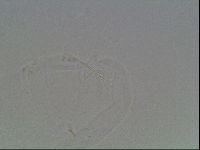 Hypsibius dujardini image