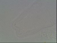Hypsibius dujardini image