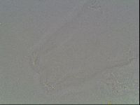 Hypsibius dujardini image