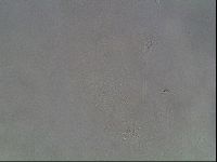 Hypsibius dujardini image