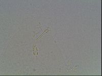 Hypsibius dujardini image