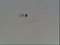 Hypsibius dujardini image