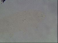 Hypsibius dujardini image
