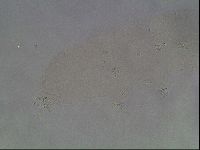 Hypsibius dujardini image