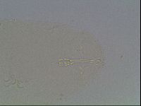 Hypsibius dujardini image