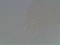 Hypsibius dujardini image