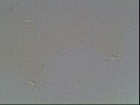 Hypsibius dujardini image