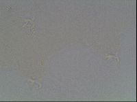 Hypsibius dujardini image