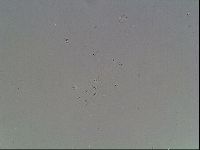 Hypsibius dujardini image