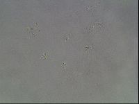 Media resource of Hypsibius dujardini