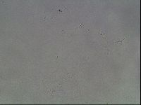 Hypsibius dujardini image