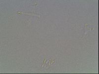 Hypsibius dujardini image