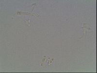 Hypsibius dujardini image