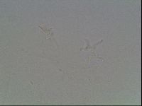 Hypsibius dujardini image