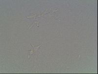 Hypsibius dujardini image