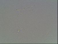 Hypsibius dujardini image