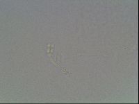 Hypsibius dujardini image