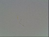 Hypsibius dujardini image